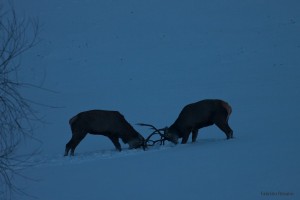 Fight Club tra cervi