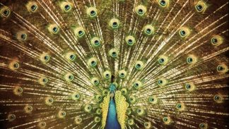 Ani di Franco - Which Side Are You On