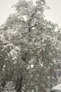 Montese neve 23 novembre 2013