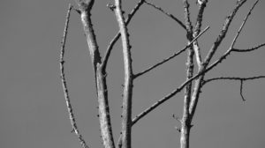 To Move Forward by Frank