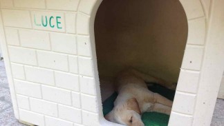 Luce dorme nella sua cuccia