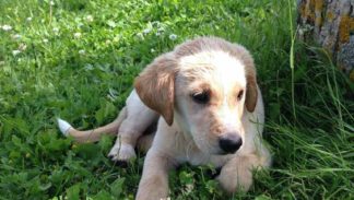 Luce si troverà bene a Casa Bastiano