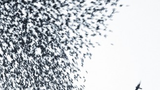 Wilco - Sky Blue Sky