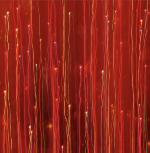 Christmas Lights ’09