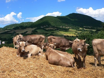 Azienda Agricola I Bernardi
