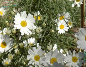 Tanacetum